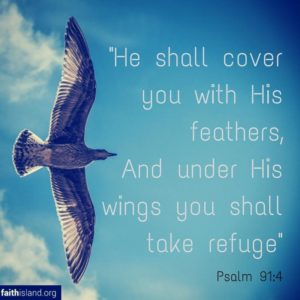 He shall cover you with His feathers - Psalm 91
